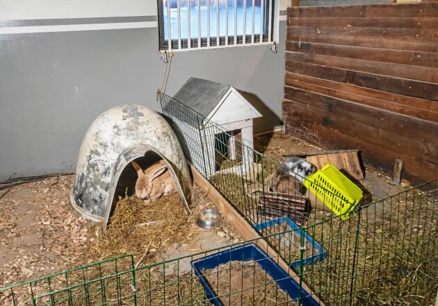  I en avskild del av stallet bor kaninerna Bodil och Klas, som har varsitt krypin och inhägnad.