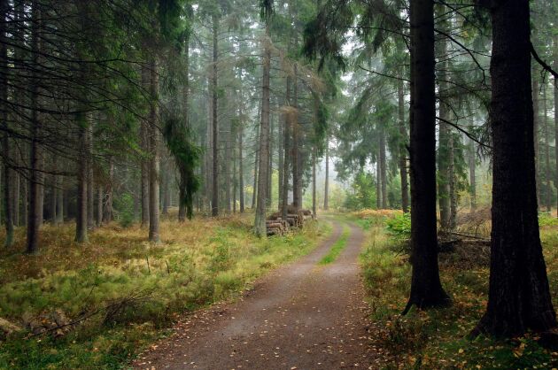  Skogsägare uppmanas att inventera sina granbestånd. På flera håll i södra Sverige är angreppen av granbarkborre ovanligt omfattande. 