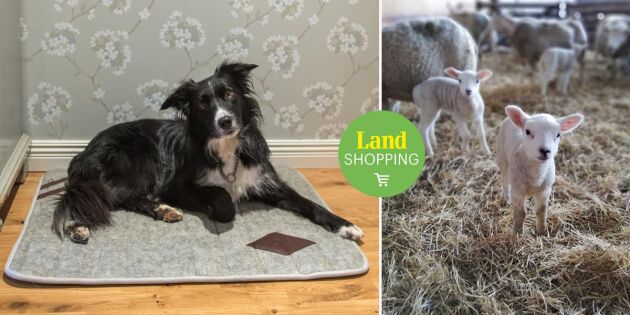 Varma och funktionella hundtäcken och filtar ger nytt liv åt svensk ull