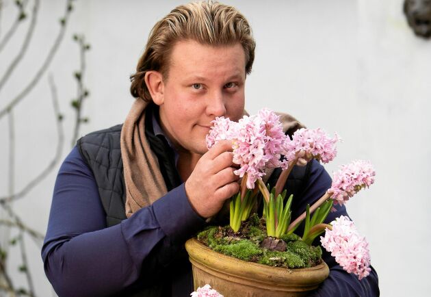  Karl Fredrik har valt rosa hyacinter till krukan ute. På Österlen är klimatet mildare, så de klarar sig. 