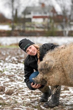  Erica har personliga förhållanden till var och en av grisarna på gården. Det här är Blixten, en av gårdens två mangalizagaltar. Rasen som kommer från Ungern kallas också för ullgris.