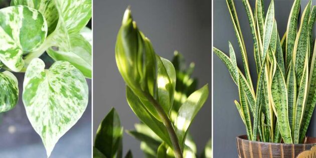 7 tåliga krukväxter som frodas i höstmörkret