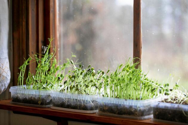 Ärtskott, solrosskott och alfalfagroddar frodas på fönsterkarmen vintertid i stället för bladgrönt (även billiga fröer med utgånget datum funkar). 