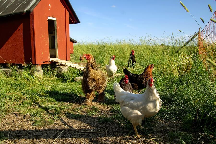 Förutom att ge ägg hjälper hönsen till att skapa variation i miljön.