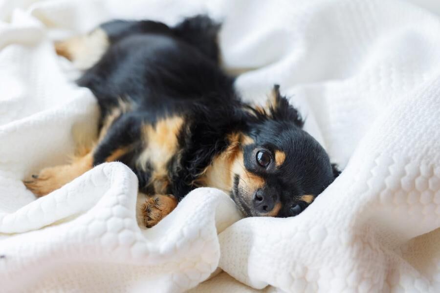 Chihuahua gillar både att ta promenader och ligga i soffan. Foto: Istock