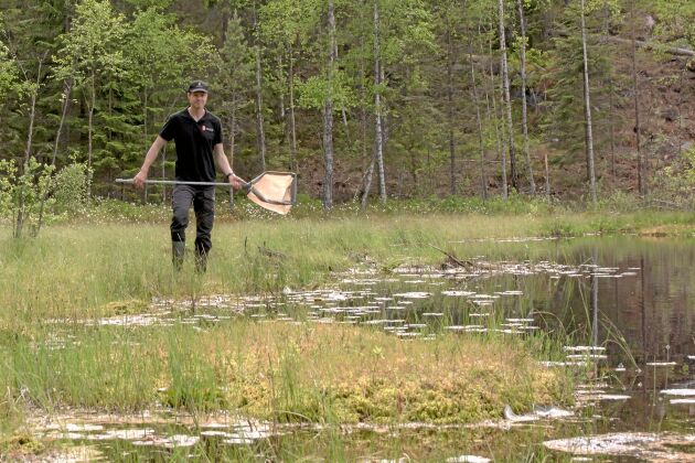  Små gungflysjöar är viktiga för Sveriges trollsländor. Biolog Tommy Karlsson vill se trollsländorna på nära håll och använder en långskaftad håv för att nå ut över vattnet. 