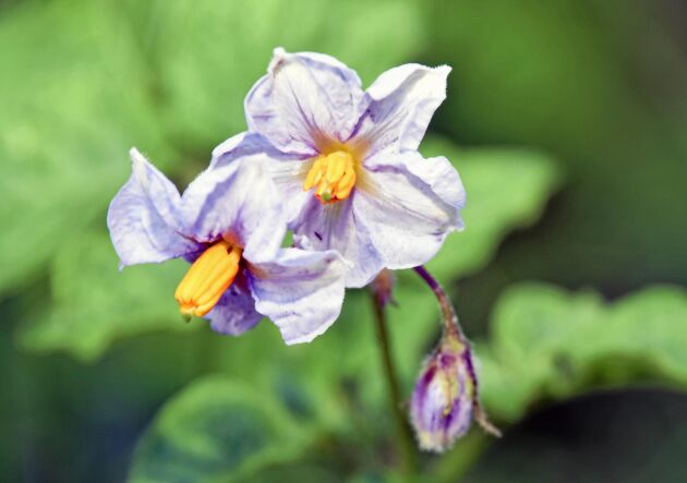  Potatissorten med de lila blommorna är den gamla svenska sorten ’Greta’. 