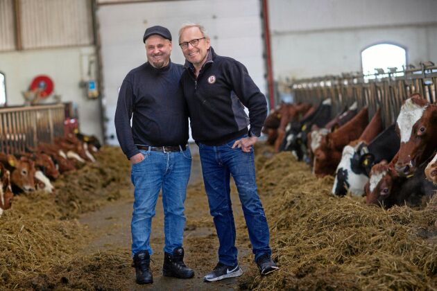  Osttillverkaren Abbe Naes och mjölkbonden Per Brunberg har blivit goda vänner genom sitt samarbete.