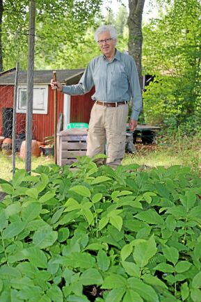  Nils Gunnar Johansson har dragit upp valnöt som han planterar ut i sin blandskog.