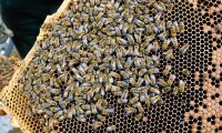 Finska honungsskörden i fara efter varm vår