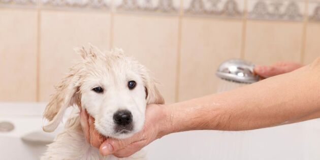 6 saker du behöver veta när du ska tvätta din hund