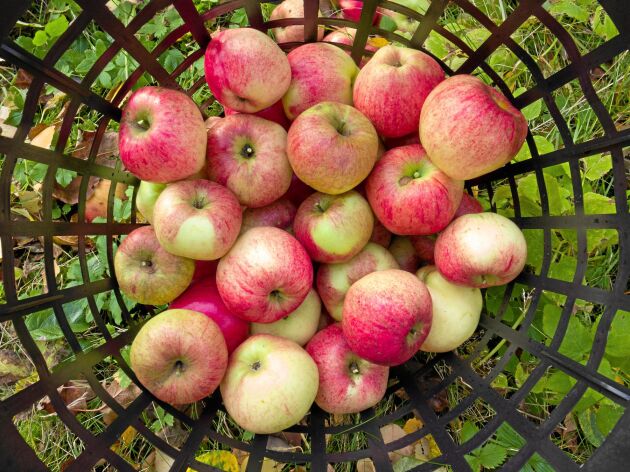  Nu är det högtid för svenska äpplen. Av äpplen kan du variera recept i oändlighet.