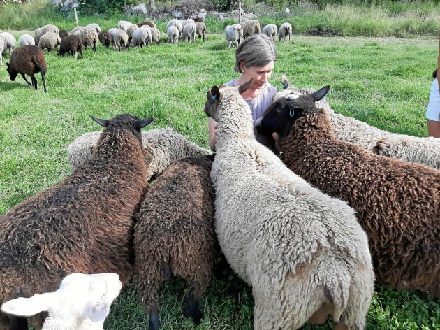  Anna Eriksson är en av delägarna, som vill förädla ullen från sina egna får.