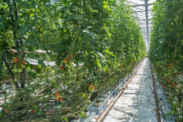  I växthuset finns en omfattande tomatodling, liksom odling av gurka och paprika.