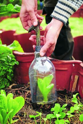  Varje liten flaska kan bli ett växthus i Filips trädgård.