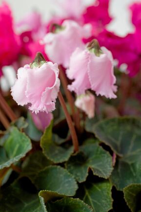  De små volangprydda knopparna på en cyklamen kan dofta gott. Rosa och vita blommor doftar mer än de röda. 