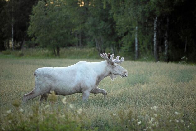  Mellan 50 och 100 vita älgar strövar i Värmlands, Dalslands och Bohusläns skogar. 