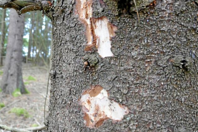  Träd angripet av granbarkborrar. Under barken syns hur insekten borrat sig fram.