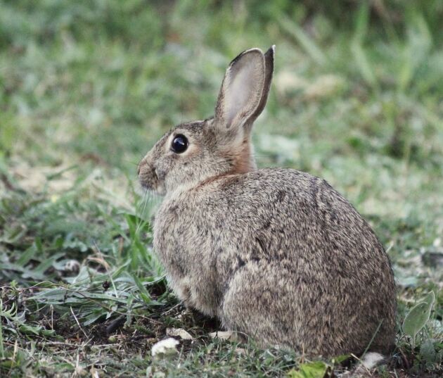  Kaninen fördes till Nya Zeeland av européer, och då de saknar naturliga fiender i landet förökade de sig snabbt. I dag ses de som ett skadedjur inom jordbruket, eftersom de konkurrerar med boskap om föda.