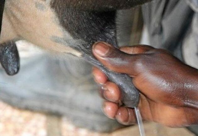  Förekomsten av juverinflammation behöver minska hos mjölkkor i Rwanda, enligt SLU:s studie.