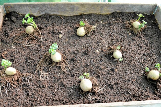  Tidig potatis kan sättas tätare än höstpotatis. Här odlar jag åtta potatisar av tidiga sorten ’Rocket’ i en pallkrage i april. 