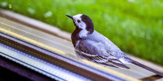 Så enkelt förhindrar du fåglar från att krocka med dina fönster