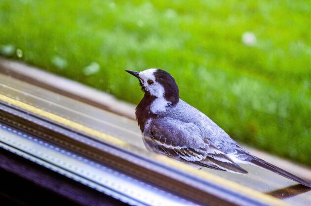  Många fåglar dör när de krockar med fönster. Så här kan du undvika att pippin skadar sig!