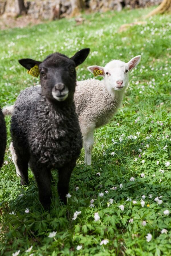 Land.se skriver om Jeanette och Kristian som startat ekologisk fårfarm. 