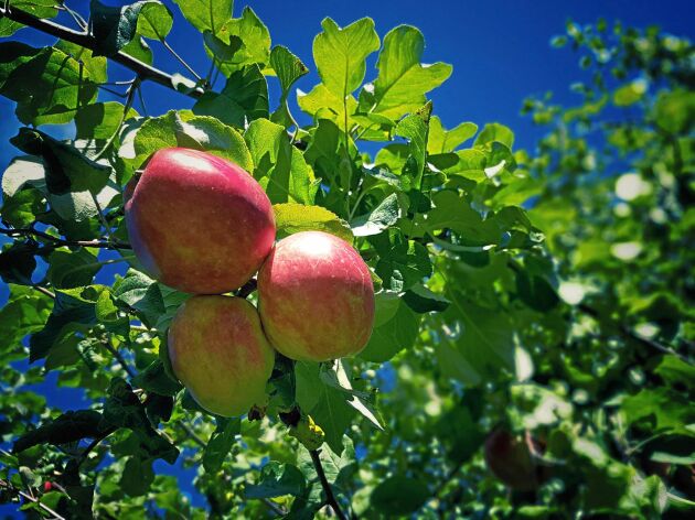  Bina hjälper både grödor, frukter och bär att pollineras och kan bland annat resultera i bättre äppelskörd.