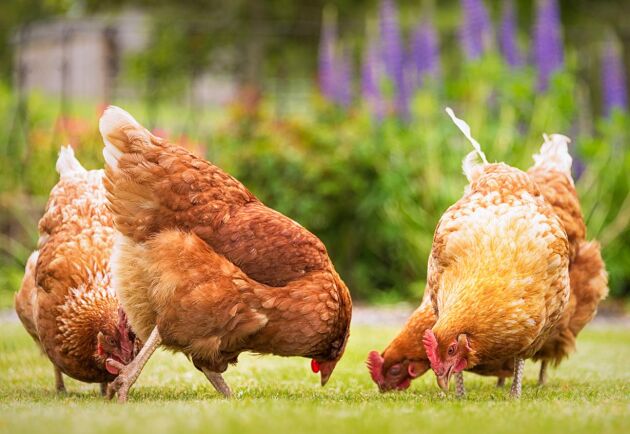 Enligt färsk statistik har försäljningen av Krav-märkta ägg minskat med fyra procent de senaste två åren. 