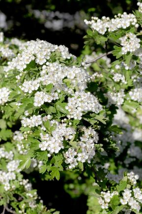  Hagtorn blommar i maj-juni med buketter av vita ”minirosor”. Hagtorn är ett släkte som känns igen på de torniga kvistarna, de flikiga bladen och de ovala, röda frukterna. 