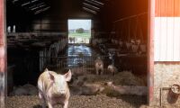 Dansk grisgård knäcktes av torkan