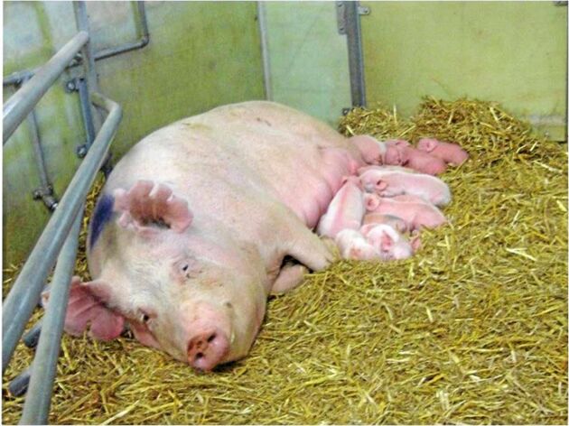  En integrerad grisproducent med 375 suggor väntar på runt en kvarts miljon kronor till följd av det försenade torkstödet.