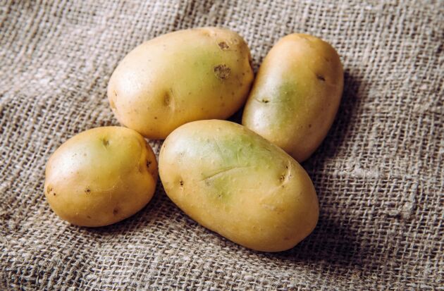  Är potatisen bara lite grön kan man skära bort det gröna - men med god marginal.