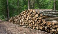 Sveaskog gjorde rätt när de avverkade skog