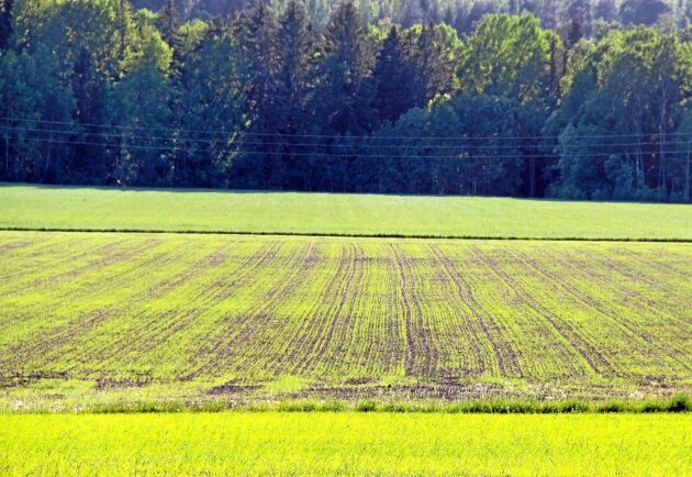  Dansk rådgivning varnar för kornsåddspanik som kan ge packskador och sämre uppkomst.