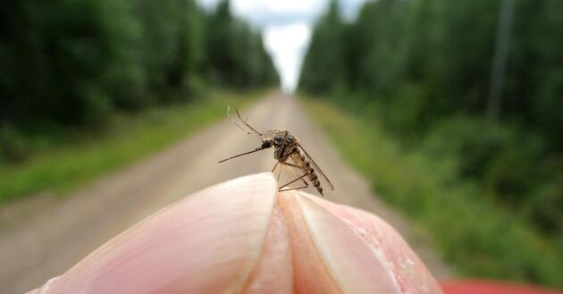  Orolig för mygginvasion i sommar? Dra på dig långbyxorna.