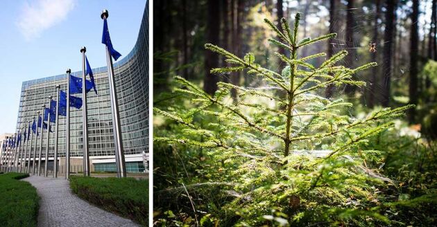  Under fredagen inleds diskussionen om skogens roll för klimatet i EU:s ministerråd. 