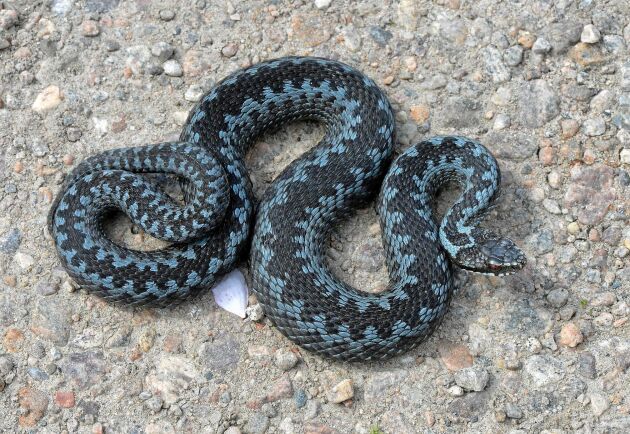  En huggorm kan vara blåaktig i grundfärg. Det som skiljer den från andra ormar är det kraftiga sicksackmönstret.