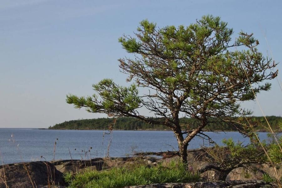 Land.se listar 20 svenska resmål för naturälskare.