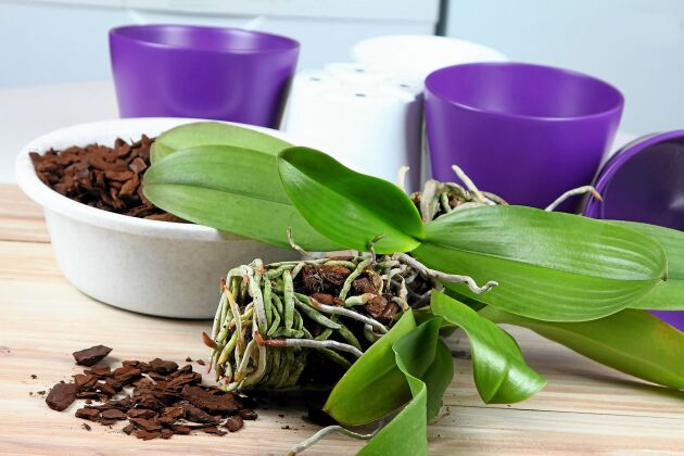  Orkidén kräver sin egen specialkompost. Det går också att plantera den i leca-kulor.