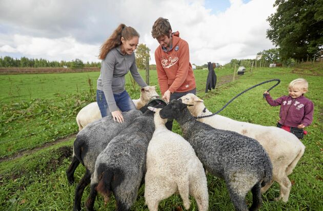  Sara, sambon Niklas Svensson och dottern Lovisa i med gårdens Leicesterfår, som hon skaffade edter gutefåren, för köttets och fårfällarnas skull. 