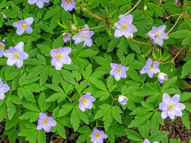  Vitsippa ’Robinsoniana’ har ljust pastellblå blommor. 