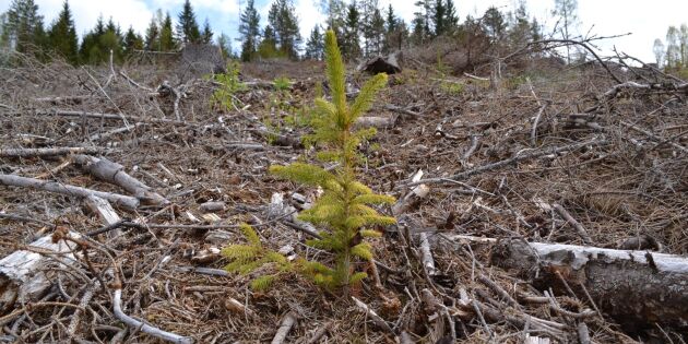 Skogsstyrelsen: Inspektera era nyplanteringar i Värmland