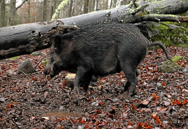  Den afrikanska svinpesten har nått Västeuropa. Belgiska myndigheter bekräftar att den smittsamma sjukdomen konstaterats hos två vildsvin.