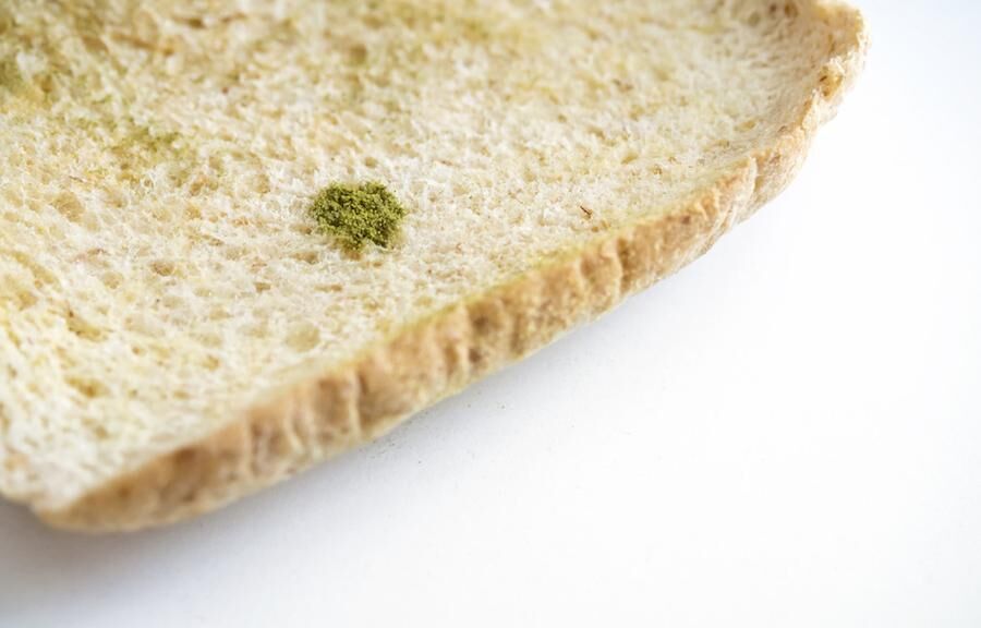 Mold on bread isolated