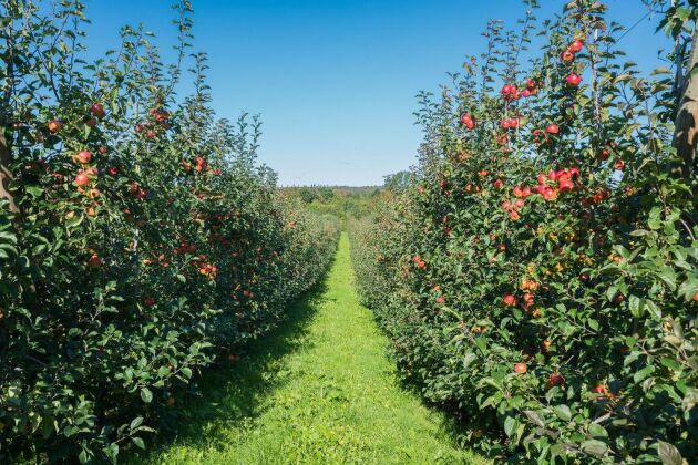  På gården odlas 14 äpplesorter varav Karin Schneider, Aroma, Rubinola och Discovery står för ca 60 procent av produktionsvolymen.