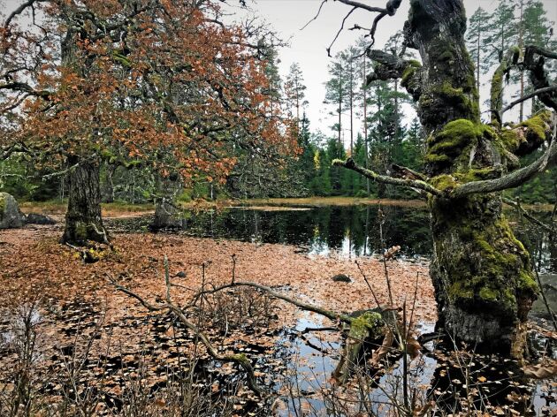  Nyckelbiotop i Uppland, Börje sjö, med gamla ekar som omger en vattensamling (glup) som torkar ut på sommaren.