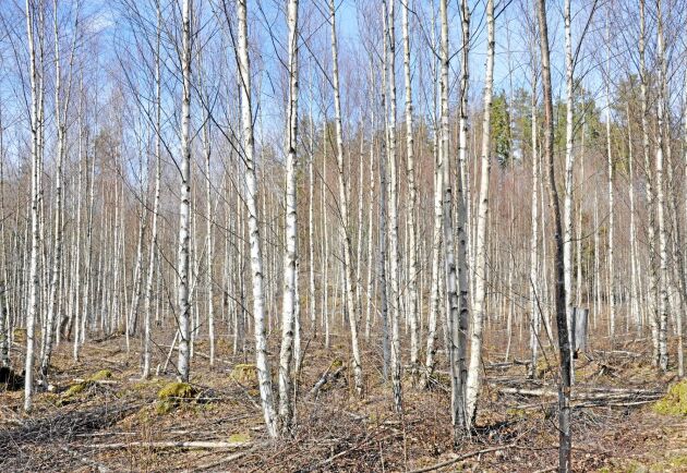  Från 1970-talet har huvuddelen av den nedlagda åkermarken lämnats oanvänd och blivit självsådd skog och lövsly. 