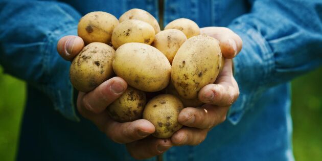 Sätta potatis – stor guide till potatisodling